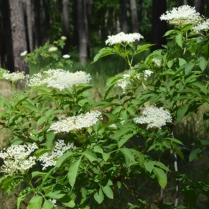 American Elderberry Plant - 3 Organic Black Elderberry Bushes - Fully Rooted