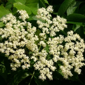 American Elderberry Plant - 3 Organic Black Elderberry Bushes - Fully Rooted
