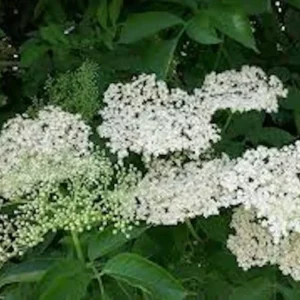 American Elderberry Plant Sambucus Canadensis - Organic Live Plant - Black Elderberry Bush
