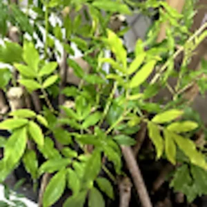 American Elderberry Plant Sambucus Canadensis - Organic Live Plant - Black Elderberry Bush