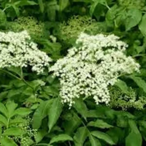 American Elderberry Plant Sambucus Canadensis - Organic Live Plant - Black Elderberry Bush