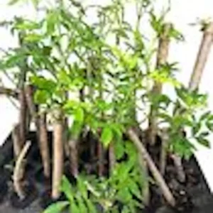 American Elderberry Plant Sambucus Canadensis - Organic Live Plant - Black Elderberry Bush