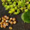 American Hazelnut Tree - 3 Bare Root Corylus americana - 12 to 24in Native Tree