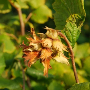 American Hazelnut Tree - 3 Bare Root Corylus americana - 12 to 24in Native Tree