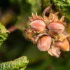 American Hazelnut Tree - 5 Bare Root Corylus Americana - 12 to 24in Native Tree