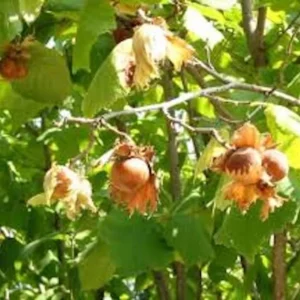American Hazelnut Tree - 5 Bare Root Corylus Americana - 12 to 24in Native Tree