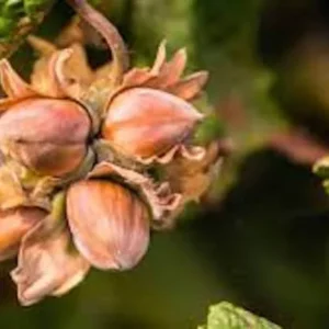 American Hazelnut Tree - 5 Bare Root Corylus Americana - 12 to 24in Native Tree