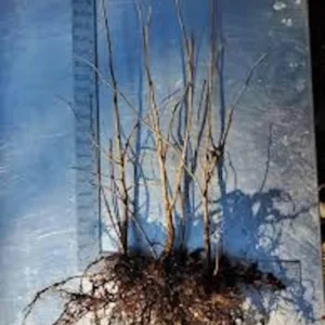 American Hazelnut Tree - 5 Bare Root Corylus Americana - 12 to 24in Native Tree