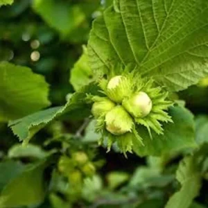 American Hazelnut Tree - 5 Bare Root Corylus Americana - 12 to 24in Native Tree