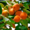 American Persimmon Tree - 3 Bare Root Diospyros Virginiana - 12 to 24in Tall