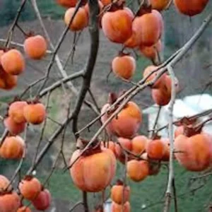 American Persimmon Tree - 3 Bare Root Diospyros Virginiana - 12 to 24in Tall