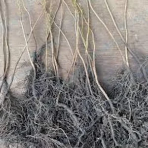 American Persimmon Tree - 3 Bare Root Diospyros Virginiana - 12 to 24in Tall