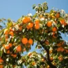 American Persimmon Tree - Diospyros Virginiana - Bare Root - 12 to 24in Tall - Fruit Tree