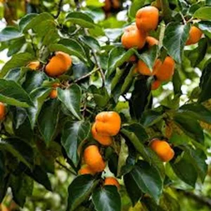 American Persimmon Tree - Diospyros Virginiana - Bare Root - 12 to 24in Tall - Fruit Tree