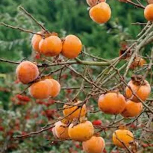 American Persimmon Tree - Diospyros Virginiana - Bare Root - 12 to 24in Tall - Fruit Tree