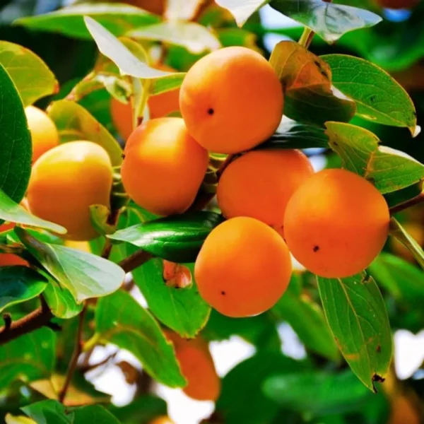 American Persimmon Tree Live Plant - 6-12 Inch Bareroot Persimmon Tree