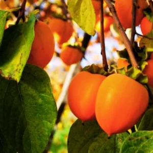 American Persimmon Tree Live Plant - 6-12 Inch Bareroot Persimmon Tree