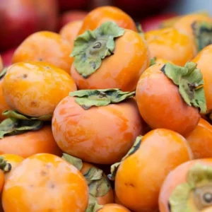 American Persimmon Tree Live Plant - 6-12 Inch Bareroot Persimmon Tree