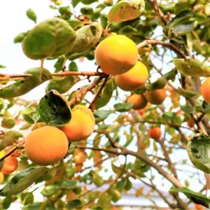 American Persimmon Tree Live Plant - 6-12 Inch Bareroot Persimmon Tree