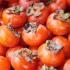 American Persimmon Tree Seeds - 10 Diospyros Virginiana - Organic and Drought Tolerant Native Fruit Tree