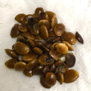 American Persimmon Tree Seeds - 10 Diospyros Virginiana - Organic and Drought Tolerant Native Fruit Tree