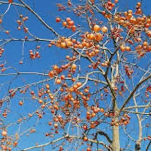 American Persimmon Tree Seeds - 10 Diospyros Virginiana - Organic and Drought Tolerant Native Fruit Tree