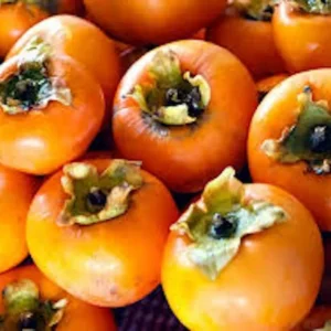 American Persimmon Tree Seeds - 50 Diospyros Virginiana Organic Native Fruit Tree