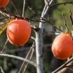 American Persimmon Tree Seeds - 50 Diospyros Virginiana Organic Native Fruit Tree