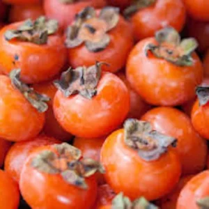 American Persimmon Tree Seeds - 50 Diospyros Virginiana Organic Native Fruit Tree