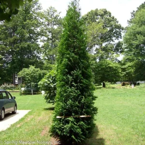 American Pillar Arborvitae - Thuja Occidentalis - 4" Pot - Evergreen Tree