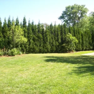 American Pillar Arborvitae - Thuja Occidentalis - 4