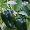 Ancho Poblano Pepper Plant 4" Pot - Popular Chile Plant for Mexican Dishes