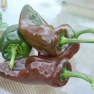 Ancho Poblano Pepper Plant 4" Pot - Popular Chile Plant for Mexican Dishes