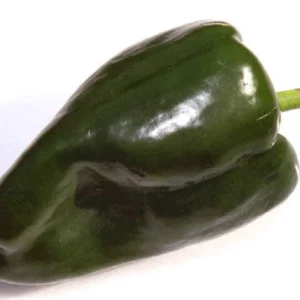 Ancho Poblano Pepper Plant 4