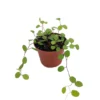Angel Vine Muehlenbeckia - Houseplant for Terrarium/Fairy Garden - 2.5" Pot