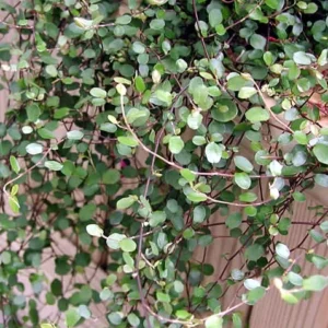 Angel Vine Muehlenbeckia - Houseplant for Terrarium/Fairy Garden - 2.5