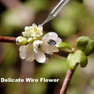 Angel Vine Muehlenbeckia - Houseplant for Terrarium/Fairy Garden - 2.5
