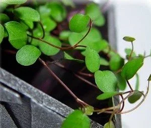 Angel Vine Muehlenbeckia - Houseplant for Terrarium/Fairy Garden - 2.5