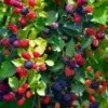 Apache Thornless Blackberry Plant - 4 to 6 inch Live Starter Plant - Bare Root Perennial Fruit Plant