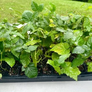 Apache Thornless Blackberry Plant - 4 to 6 inch Live Starter Plant - Bare Root Perennial Fruit Plant