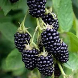 Apache Thornless Blackberry Plant - 4 to 6 inch Live Starter Plant - Bare Root Perennial Fruit Plant