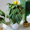 Aphelandra Zebra Plant - Exotic Houseplant - 4 Inch Pot - Tropical Foliage