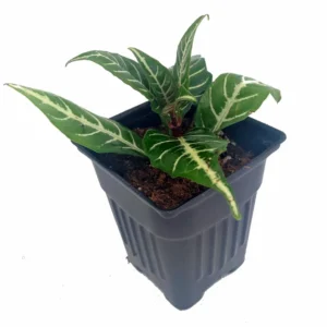 Aphelandra Zebra Plant - Exotic Houseplant - 4 Inch Pot - Tropical Foliage