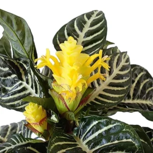 Aphelandra Zebra Plant - Exotic Houseplant - 4 Inch Pot - Tropical Foliage