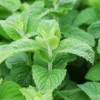 Apple Mint Plant Live Herb - Fresh Apple Scented Mint Plant