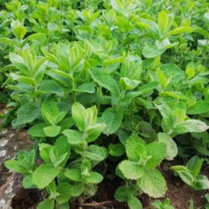 Apple Mint Plant Live Herb - Fresh Apple Scented Mint Plant