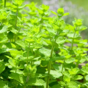 Apple Mint Plant Live Herb - Fresh Apple Scented Mint Plant