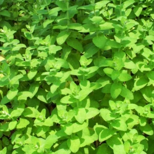 Apple Mint Plant Live Herb - Fresh Apple Scented Mint Plant