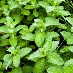Apple Mint Plant Live Herb - Fresh Apple Scented Mint Plant