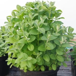 Apple Mint Plant Live Herb - Fresh Apple Scented Mint Plant